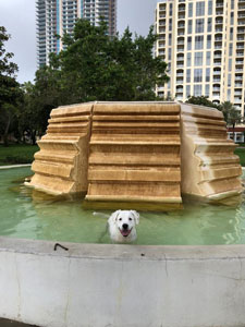 Reilly the therapy dog sitting in public fountain in St Petersburg, FL